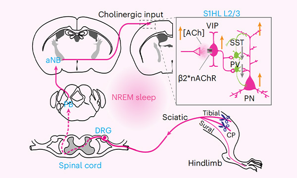 1756821953554 Research1-600-360