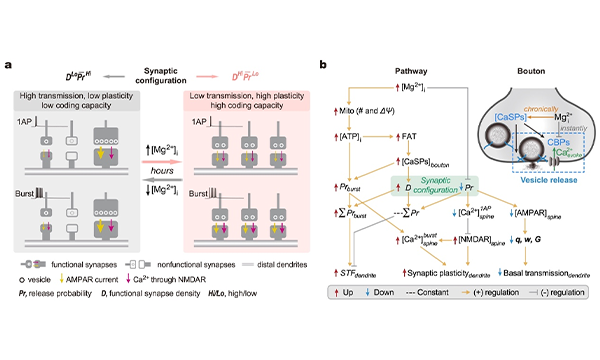 1756822808651 Research3-600-360